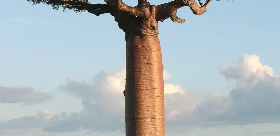 Madagascar