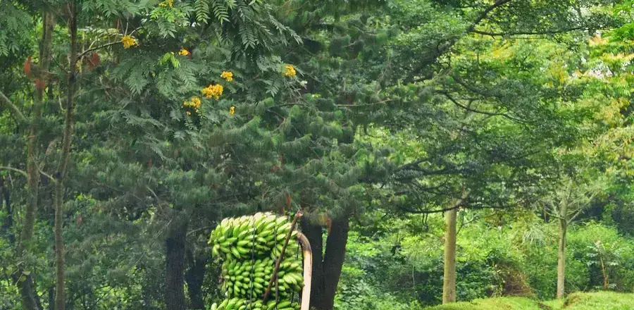 Uganda