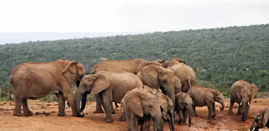 South Africa